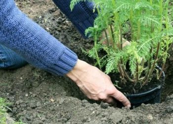 Cay Lau Nam Cua Ban 1