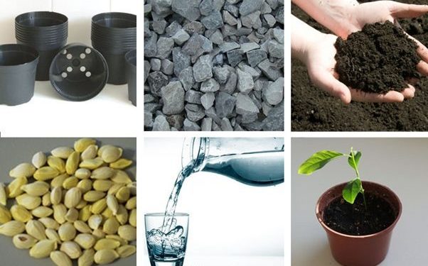 Co Dat On Dinh Cay 1