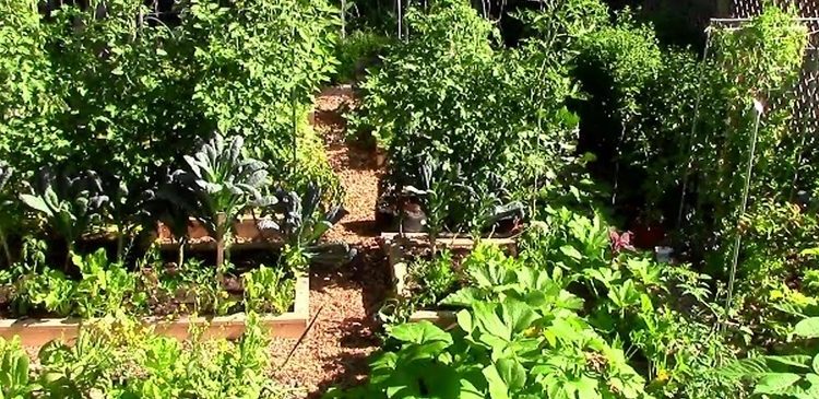 Lam Vuon Tiet Kiem Dien Tich Dat