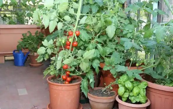 Trong Ca Chua Trong Nha 2